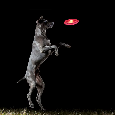 Frisbee lumineux pour chien