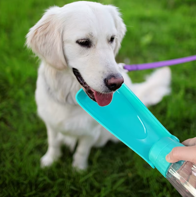 gourde pour chien