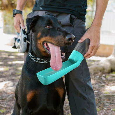 gourde pour chien