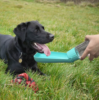 gourde pour chien