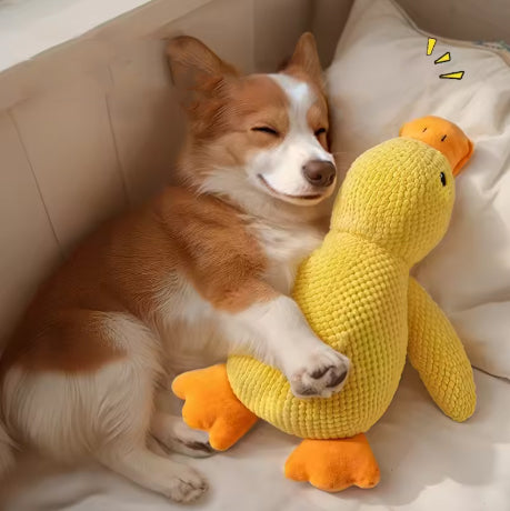peluche canard pour chien